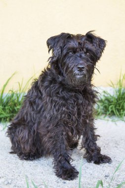 siyah schnauzer köpek duvar arka plan ile sokakta
