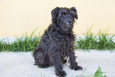siyah schnauzer köpek duvar arka plan ile sokakta