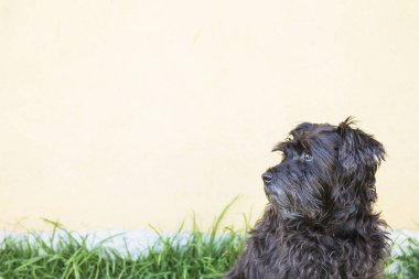 siyah schnauzer köpek duvar arka plan ile sokakta