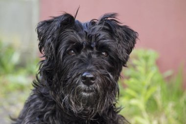 Siyah köpek portresi