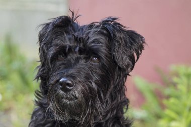 Siyah köpek portresi