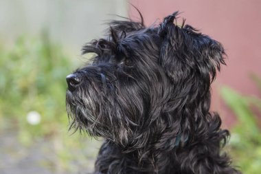 siyah schnauzer köpek arka plan duvar ile portresi