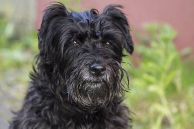 siyah schnauzer köpek arka plan duvar ile portresi