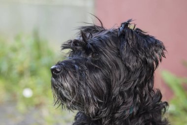 siyah schnauzer köpek arka plan duvar ile portresi