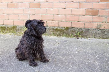 siyah schnauzer köpek sokakta portresi