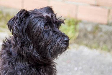 siyah schnauzer köpek duvar arka plan ile sokakta