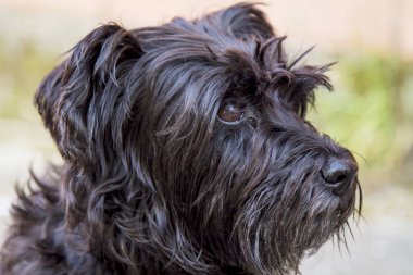 siyah schnauzer köpek duvar arka plan ile sokakta