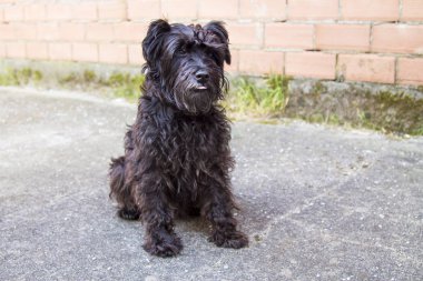 siyah schnauzer köpek duvar arka plan ile sokakta