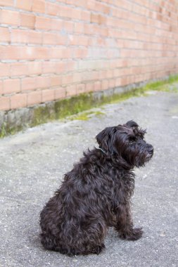 siyah schnauzer köpek duvar arka plan ile sokakta