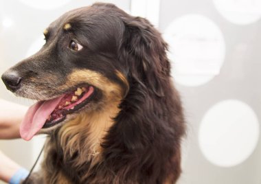 köpek köpek Kuaför saç kesme