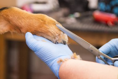 Çivi çiviyi söker Köpek Kuaförü kesme