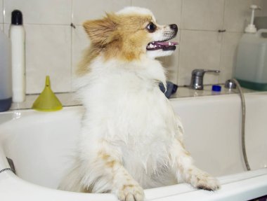 Küvette Pomeranya köpeği