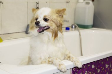 Küvette Pomeranya köpeği