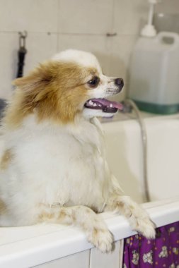 Küvette Pomeranya köpeği