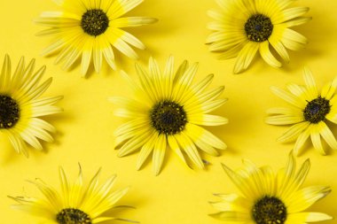 Papatya Sarı zemin üzerine