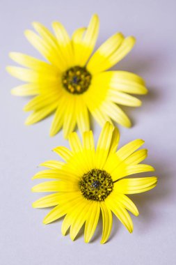 gri arka plan üzerinde papatya