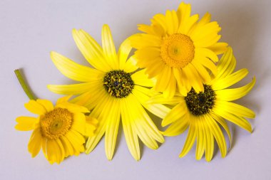 gri arka plan üzerinde papatya