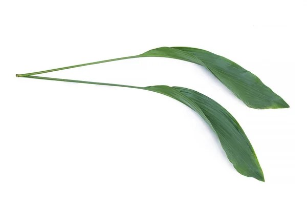 Grüne Blätter Isoliert Auf Weiß — Stockfoto