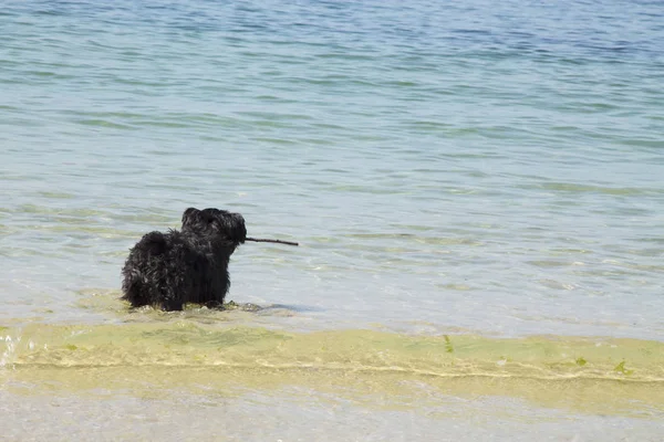 Plaj suda oynayan siyah schnauzer köpek