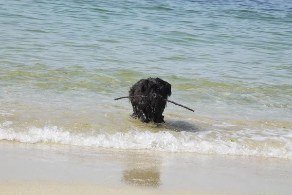 Plaj suda oynayan siyah schnauzer köpek