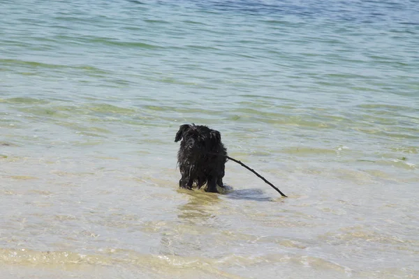Plaj suda oynayan siyah schnauzer köpek