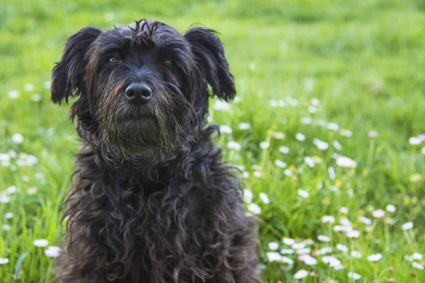 Perro Schnauzer Negro Campo Las Margaritas — Foto de Stock