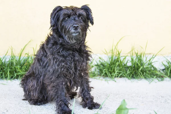 siyah schnauzer köpek duvar arka plan ile sokakta