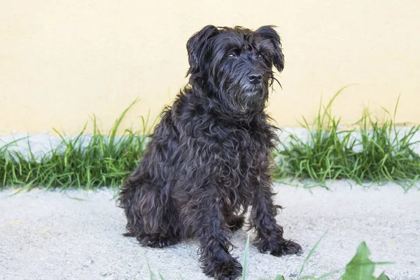 siyah schnauzer köpek duvar arka plan ile sokakta