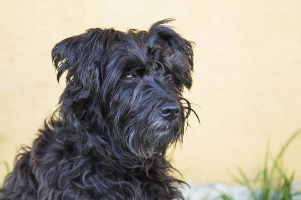 siyah schnauzer köpek duvar arka plan ile sokakta