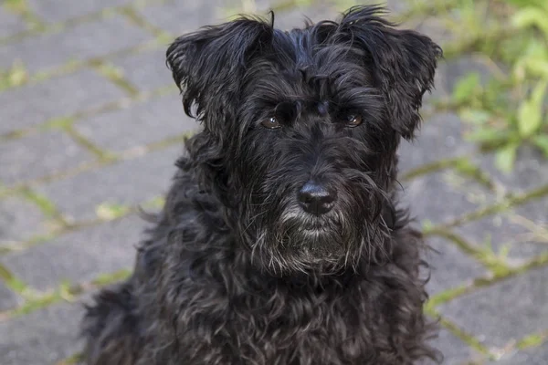 Porträt Eines Schwarzen Schnauzerhundes Auf Der Straße — Stockfoto
