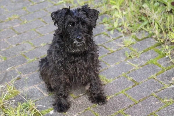 Ritratto Del Cane Nero Schnauzer Strada — Foto Stock