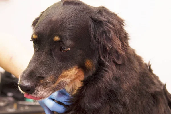 dog in the dog hairdresser