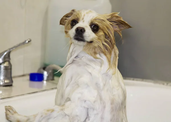 Cão Pomerânia Banheira — Fotografia de Stock