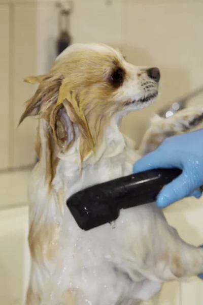 bathing the dog in the dog hairdresser