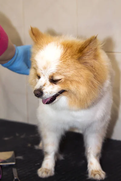 Haare Schneiden Beim Hundefriseur Pommerscher Hund — Stockfoto