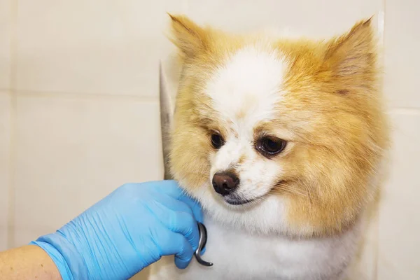 cutting hair in the dog hairdresser pomeranian dog