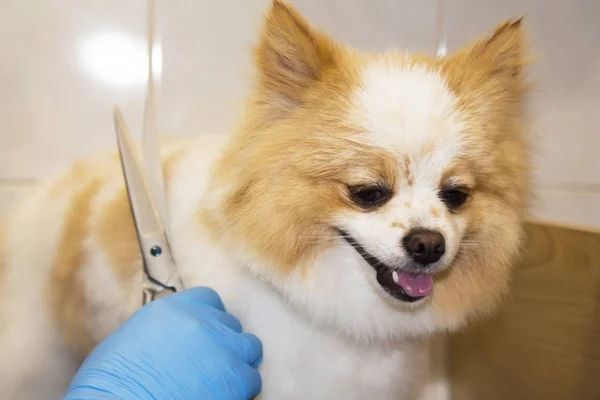 cutting hair in the dog hairdresser pomeranian dog