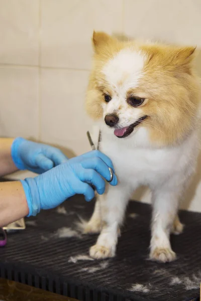 cutting hair in the dog hairdresser pomeranian dog