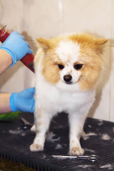 Memotong Rambut Anjing Penata Rambut Anjing Anjing Pomeranian Anjing — Stok Foto