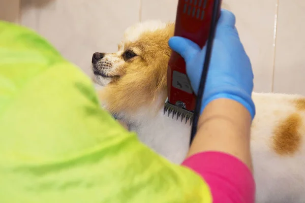 Різання Волосся Собаці Перукар Португальський Собака — стокове фото