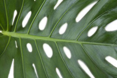 palmiye ağacı yaprak üzerinde beyaz izole