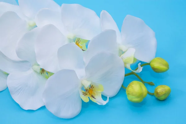 Orquídea Blanca Sobre Fondo Azul —  Fotos de Stock