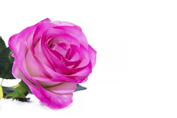 Růžová Růže Květ Izolovaných Bílém — Stock fotografie