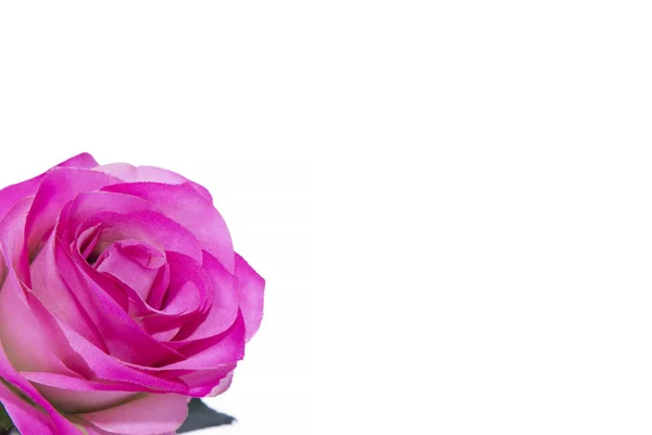 Rosa Rosa Flor Isolada Branco — Fotografia de Stock