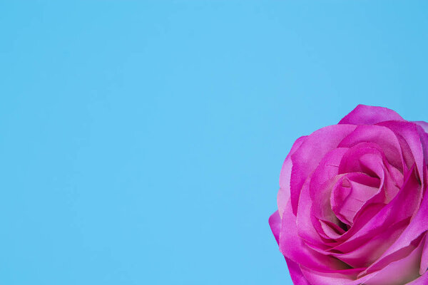Pink rose flower on blue background