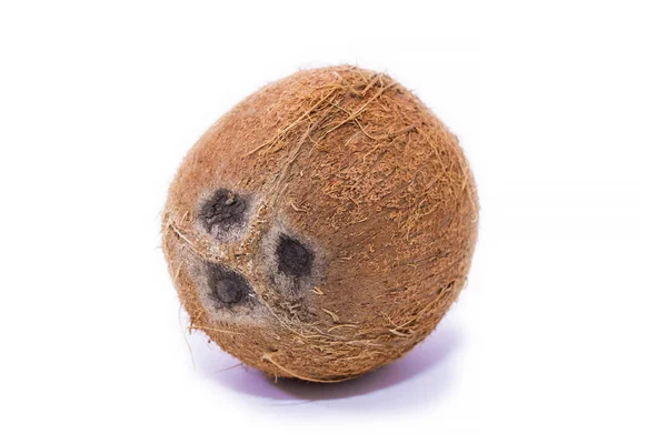 Coconut Isolated White — Stock Photo, Image