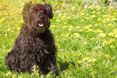 siyah schnauzer köpek bahçesinde bulunan papatya