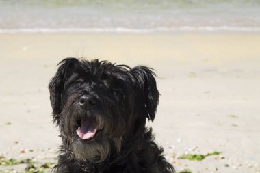 Kumsalda siyah schnauzer köpeği