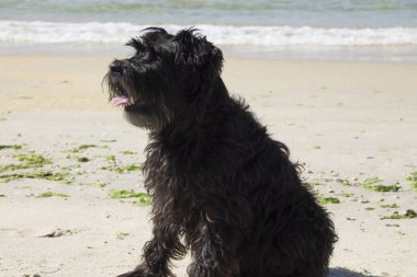 Kumsalda siyah schnauzer köpeği