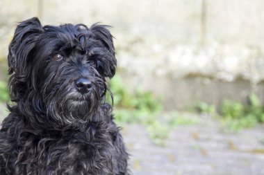 tuğla duvar arka plan siyah schnauzer köpek portresi